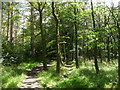 Beech trees in Chopwell Wood in Chopwell and Rowlands Gill Ward