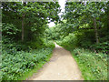 Bridleway in Salcey Forest in MK16 8LR