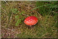 Fly Agaric by the West Highland Way north of Forest Lodge in PA36 4AH