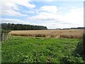 Arable field west of Littlehoughton in NE66 3JZ