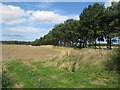 Arable field and shelter belt in NE66 3JZ