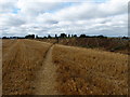 Footpath across farmland near Goodnestone in ME13 8UR