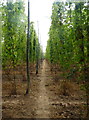 Footpath through a hop field near Goodnestone in ME13 8UR