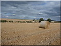 Field of Straw Bales in DN5 7EB