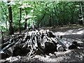 Logs piles up in Coldfall Wood in N10 1JF