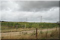 View of sweetcorn growing in a field from the Romney, Hythe & Dymchurch Railway in TN29 0JU