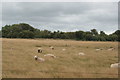 View of sheep in a field from the Romney, Hythe & Dymchurch Railway in TN28 8QY