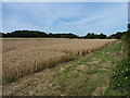 Wheatfield at Little Packington in Little Packington