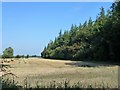 Harvested field and tree plantation near Fodderstone Gap, Norfolk in PE33 0ED