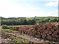 Sawn felled timber at Thorny Copse in EX16 7QH