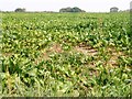 Sugar beet crop in Shouldham Thorpe, Norfolk in PE33 0DT