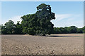 Ploughed field near Normandy in GU3 2DT