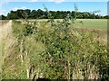 Field boundary and Crimplesham Wood in Norfolk in PE33 9EA