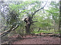 Severely damaged tree, Perrywood Ironshill Inclosure in SO42 7QN