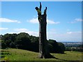 Dead tree in a field (Part of Baggeridge Wood Farm) in DY3 4BB