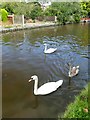 A family of swans on the Trent & Mersey Canal in DE13 0TL