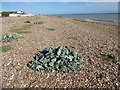 Sea Kale, Goring Beach in BN12 4DL