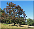 Tree & horse in field, Star Stile, Halstead in CO9 2TN