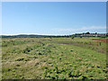Rough grassland, Bowers Marshes in SS13 3BD