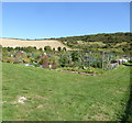 Allotments by the footpath north of Halewick Lane in BN15 0LW