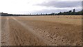 Wheat field, Preston in EH22 2PF