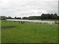 Birds beside Killingworth Lake in NE12 6SD