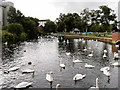 Swans on River Nene at Wellingborough Embankment in NN8 2EE