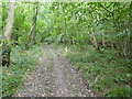 Bridleway through Up Cerne Wood in DT2 7AY
