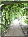 The Wisteria tunnel at Greys Court in RG9 4QH