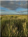 View over the dunes to Ainsdale-on-Sea in L37 1LB