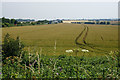 Wheat field near Tormarton in GL9 1HU