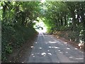 Tree-lined road near Forde Grange Farm in TA20 4LR