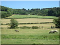 Grazing sheep near Mill End in RG9 3AY