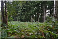 Corner of a clearing in Hocombe Upper Plantation in SO21 2LE