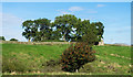 Trees beyond Lilswood Burn in NE47 0HU