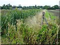 Bulrushes in a dike south of Waterbeach in CB25 9NL