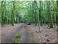 Thorney Brown Wood in Thorney