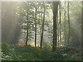 Buckholt Wood, Cranham in GL4 8HF
