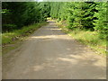 Forest Road through The Bealach a' Choire. in IV53 8UX