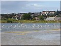 Gulls taking off over the Lossie estuary in IV31 6JJ