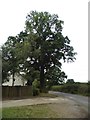 Tree on Crown Lane, Nately Scures in Newnham (Basingstoke and Deane)