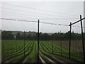 Hop poles near Paunton in WR6 5BG