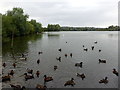 Grebe Lake, Harrold-Odell Country Park in MK43 7DU