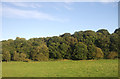 Grazing and woodland, Blackwell Hall in CA2 4SW