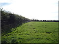 Grazing and hedgerow, Westnewton in Westnewton