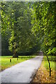 Avenue of limes leading into Calke Abbey parkland in Ticknall