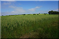 A field of oats near Shrubbery Farm in SN14 8LB