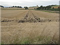 Stubble near Balgone Barns in EH39 5PA