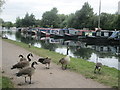 Canada geese near to Stanstead Lock in SG12 8BU
