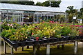 Glasshouse and flowers, Meadow Farm Nursery in PO11 0RP